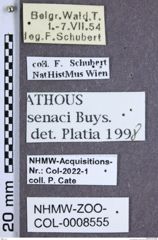 Etiketten zu Athous senaci (NHMW-ZOO-COL-0008555)
